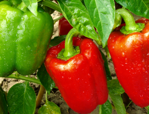 Comparación con bioestimulantes obtenidos a partir de otras materias primas y efectos en el cultivo del pimiento