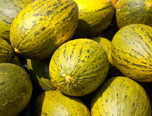 Comparación con bioestimulantes obtenidos a partir de otras materias primas y efectos en el cultivo del melón