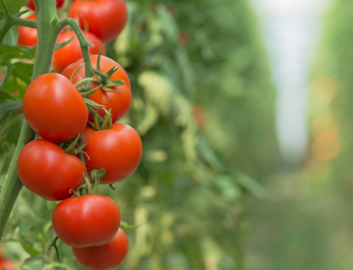 Comparación con bioestimulantes obtenidos a partir de otras materias primas y efectos en el cultivo del tomate