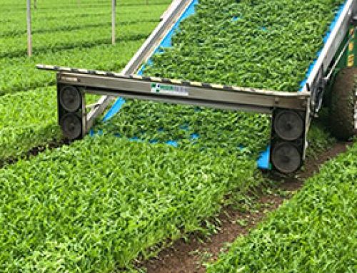 Prove di Campo su Rucola