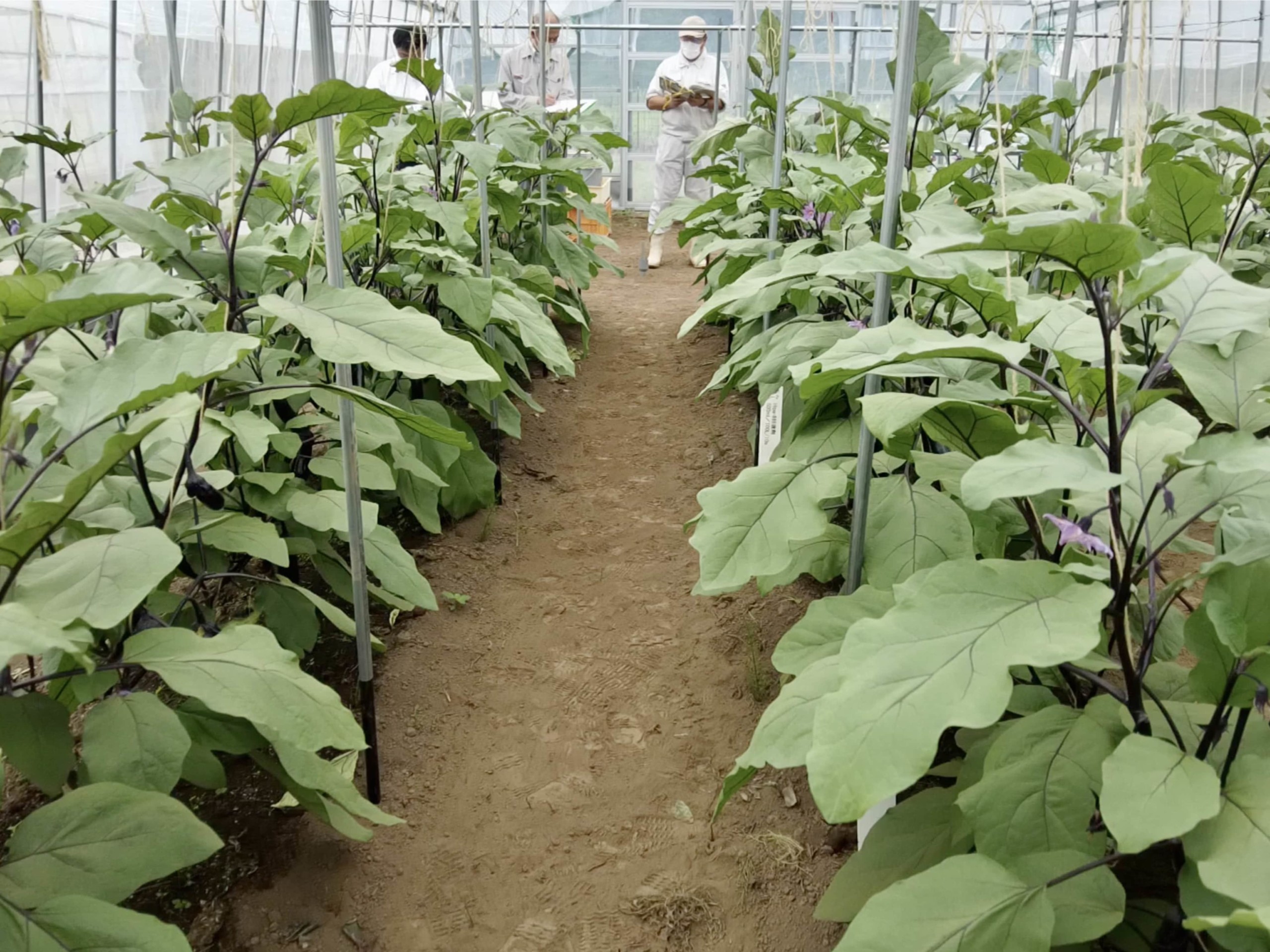 Eggplant_02_4608x3456-min