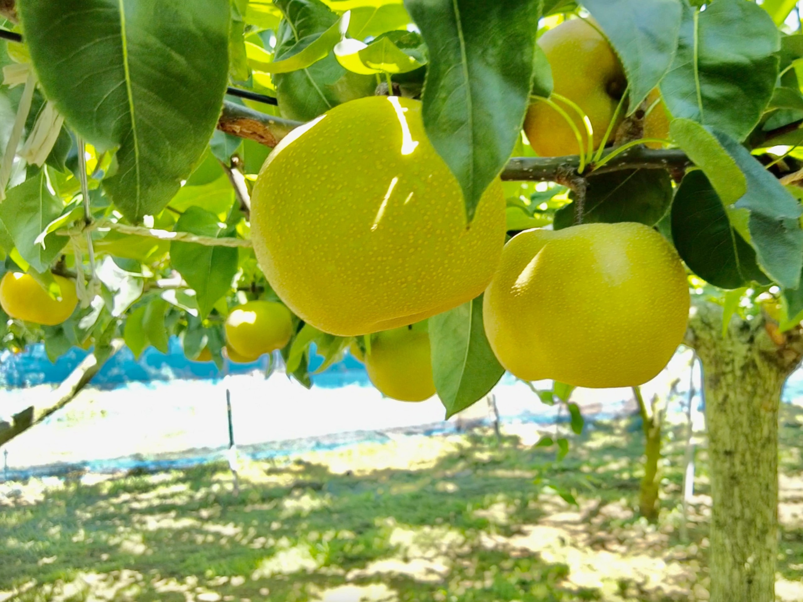 field-trials-pear-4608x3456-2-4-min