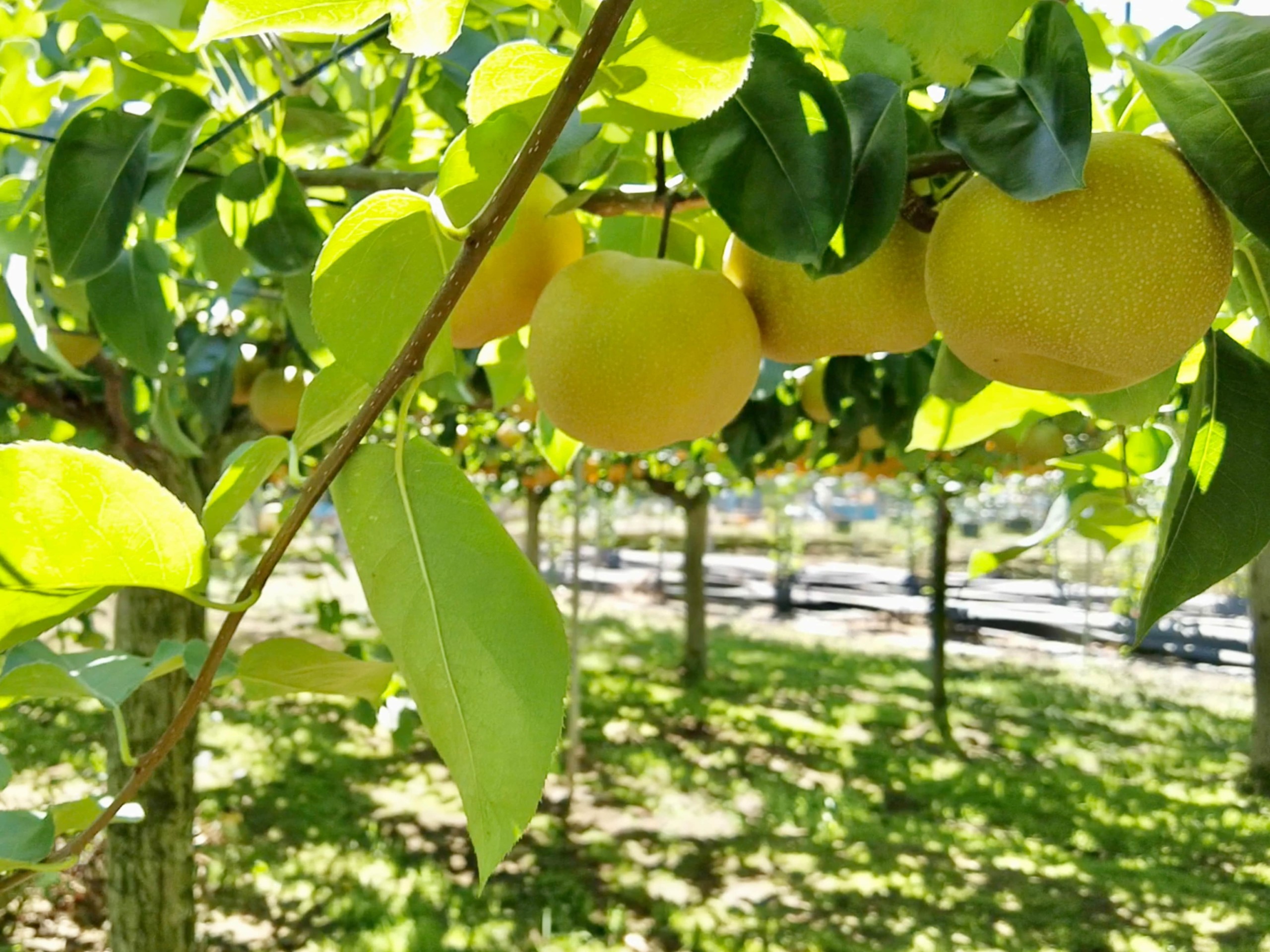 field-trials-pear-4608x3456-2-7