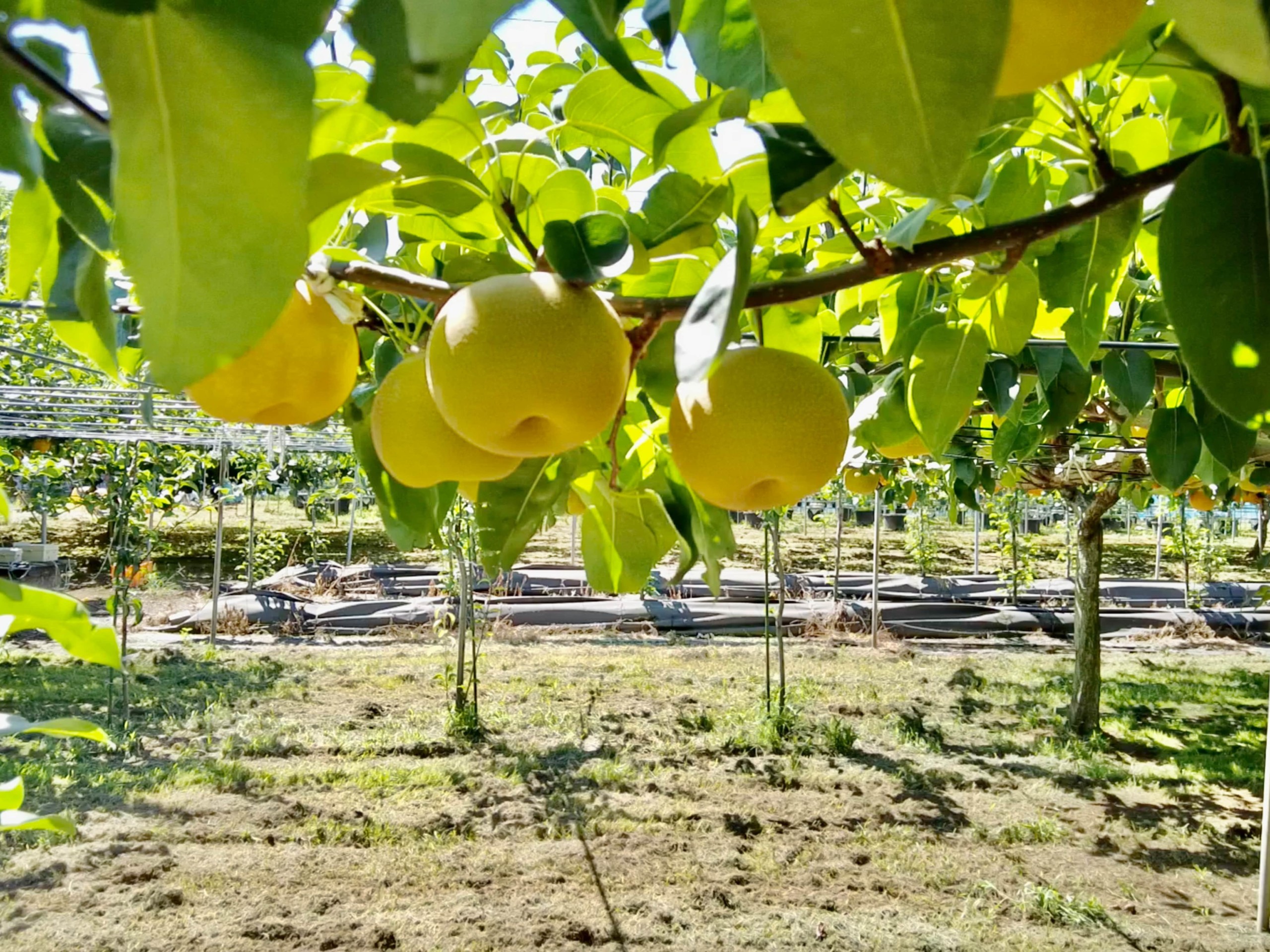 field-trials-pear-4608x3456-2-min