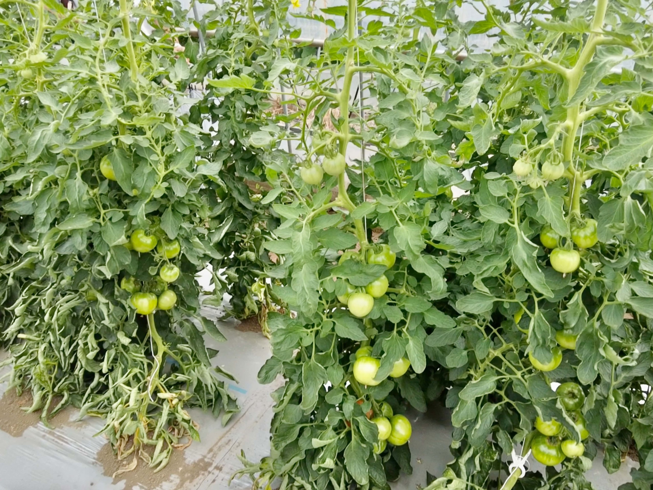 field-trials-tomato-4608x3456-2-3