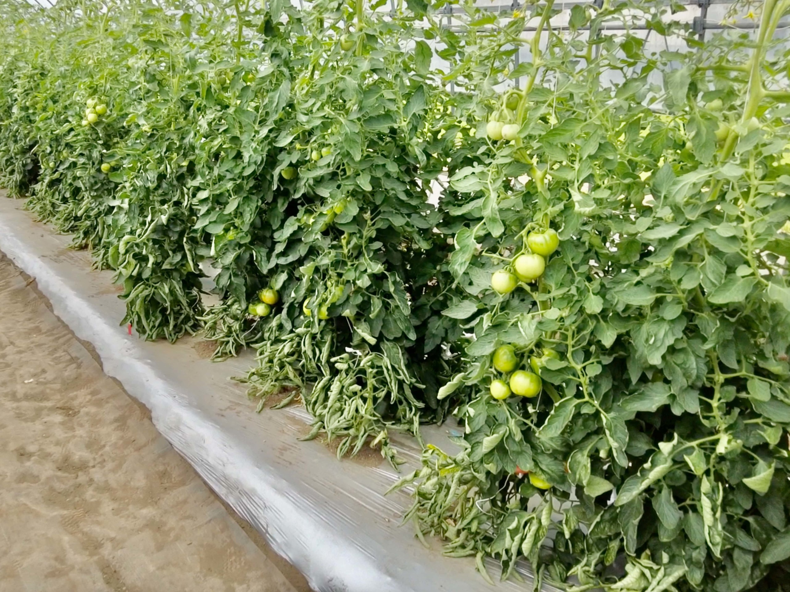 field-trials-tomato-4608x3456-2-4