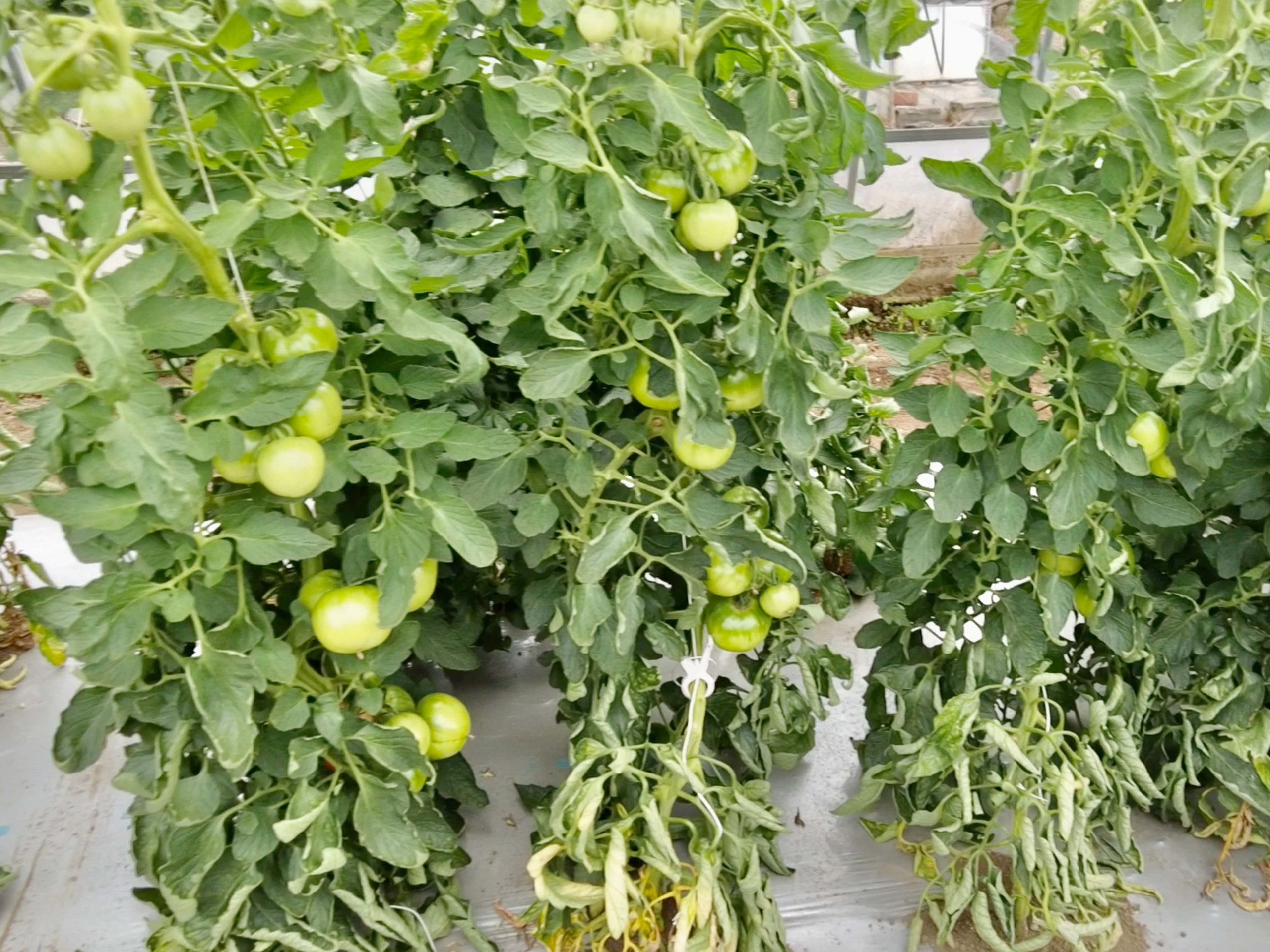 field-trials-tomato-4608x3456-2-6