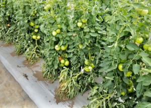 field-trials-tomato-4608x3456-2-8
