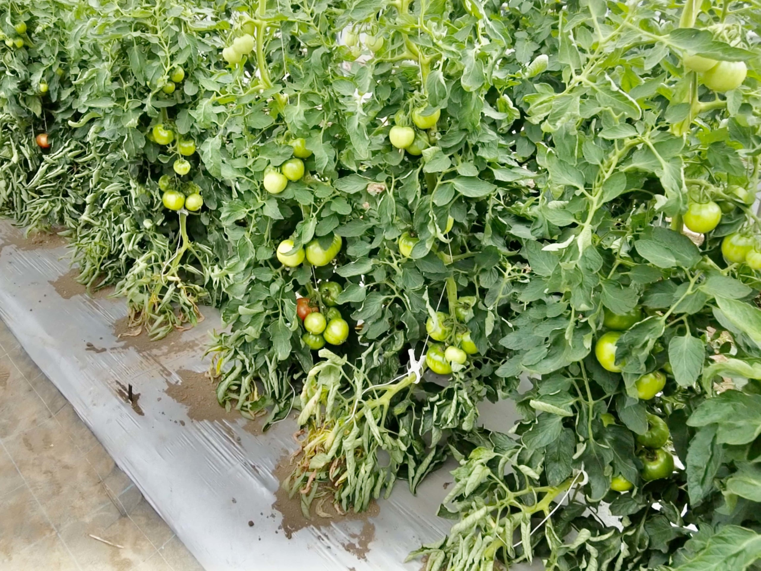 field-trials-tomato-4608x3456-2-8