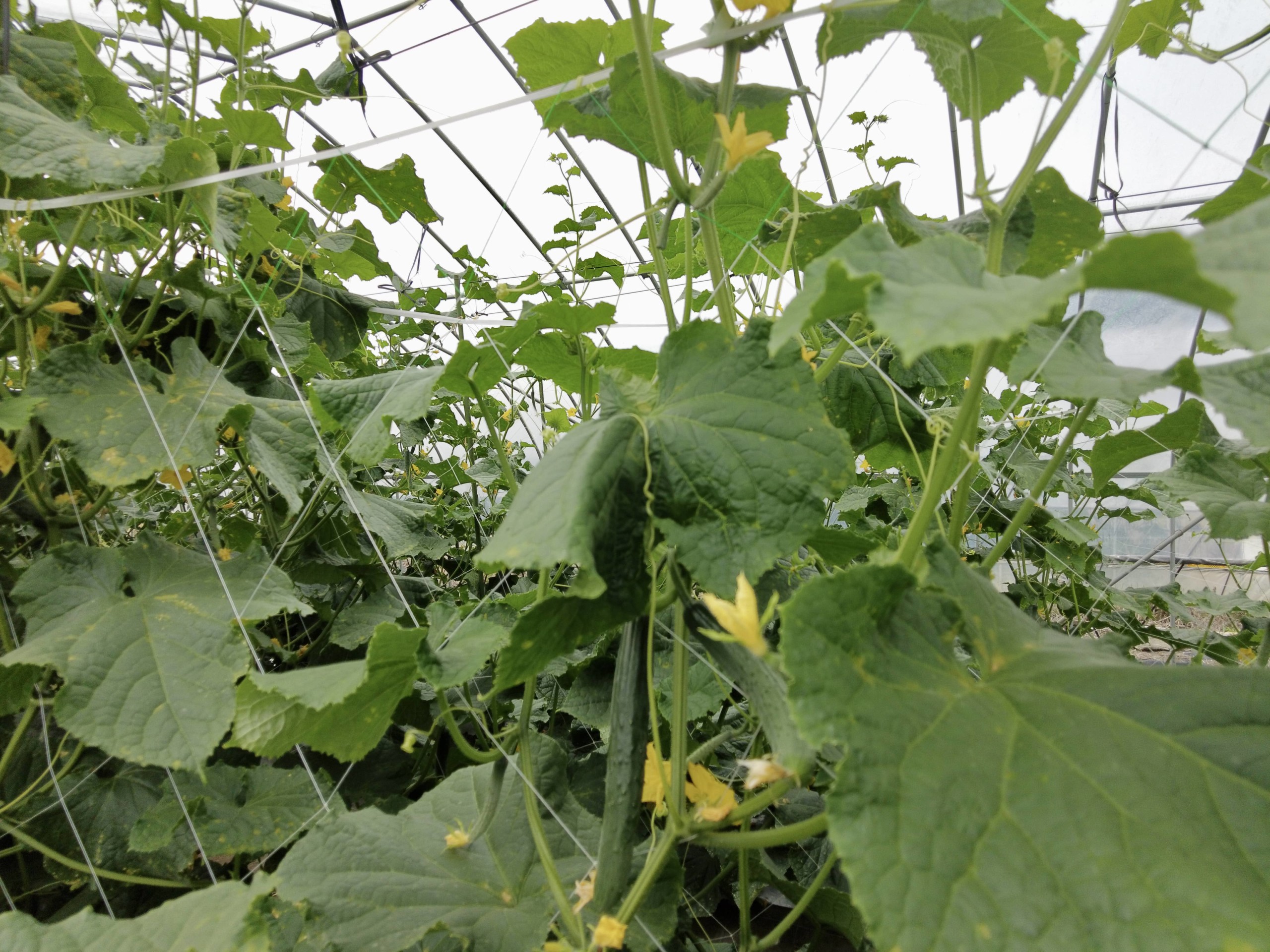 field_trial_cucumber_4