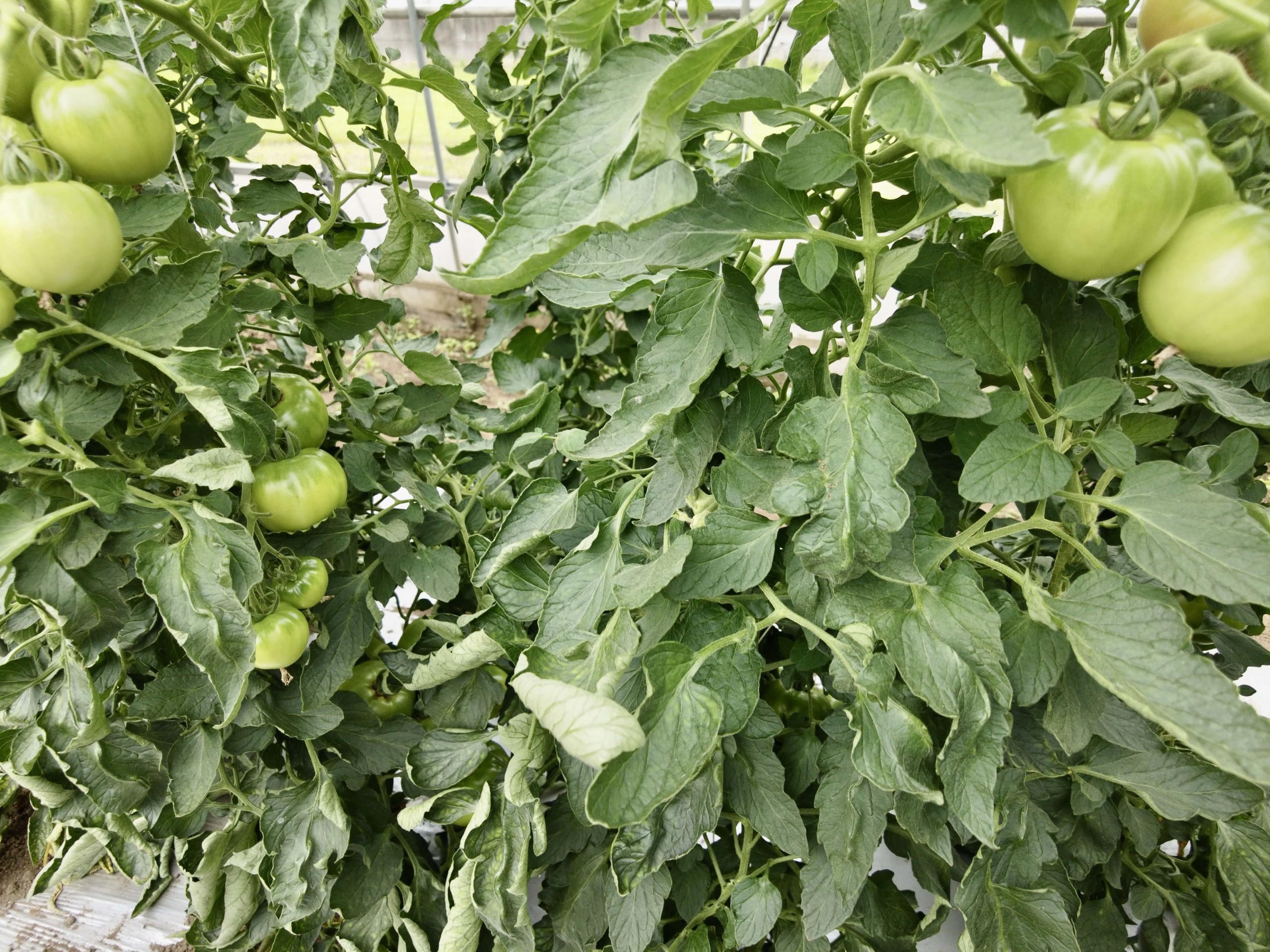 field_trial_tomatoes_3