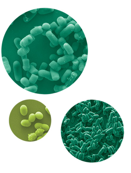 algaenergy-microbial